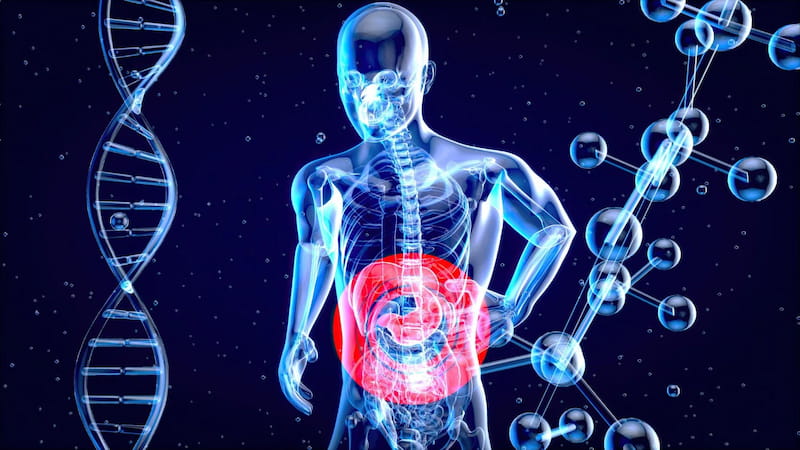 Schéma médical illustrant la barrière intestinale et les jonctions serrées
