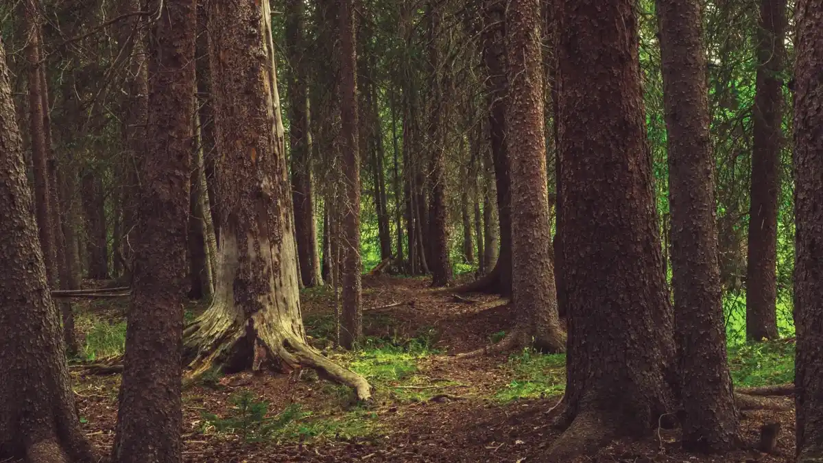 Forêt ancienne, métaphore de l'équilibre du microbiote intestinal