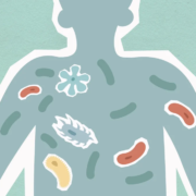 Illustration du microbiote intestinal, bactéries et micro-organismes bénéfiques dans le corps humain
