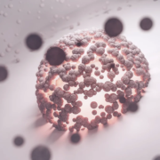 Cellule immunitaire intestinale, illustration du rôle du GALT dans l'immunité digestive