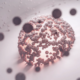Cellule immunitaire intestinale, illustration du rôle du GALT dans l'immunité digestive